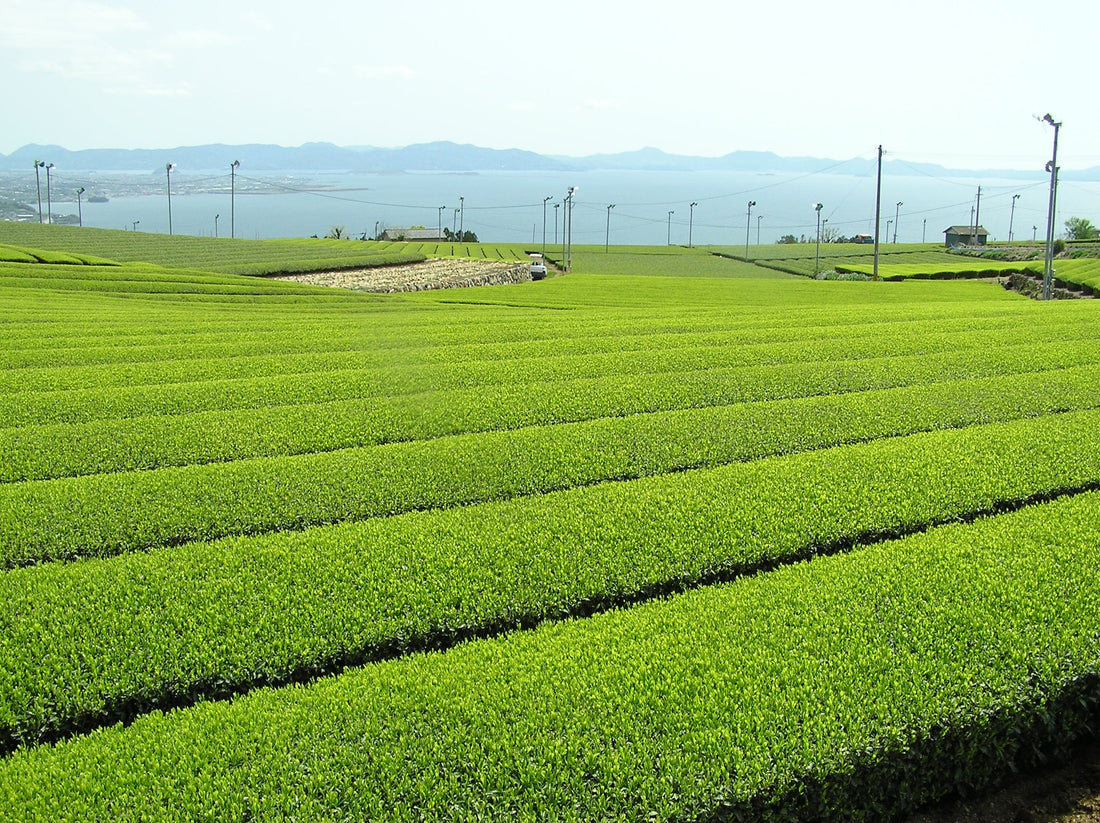 新茶に向けてのご挨拶