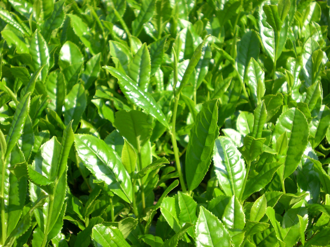 新茶の販売開始時期について